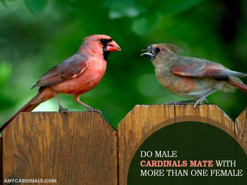 Do Male Cardinals Mate With More Than One Female