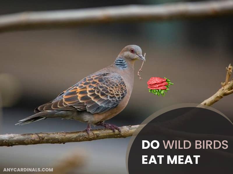 Do Wild Birds Eat Meat