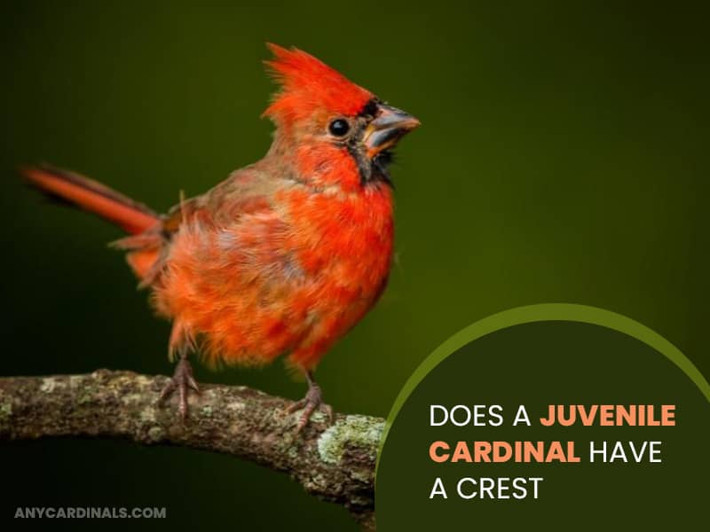 Does A Juvenile Cardinal Have A Crest