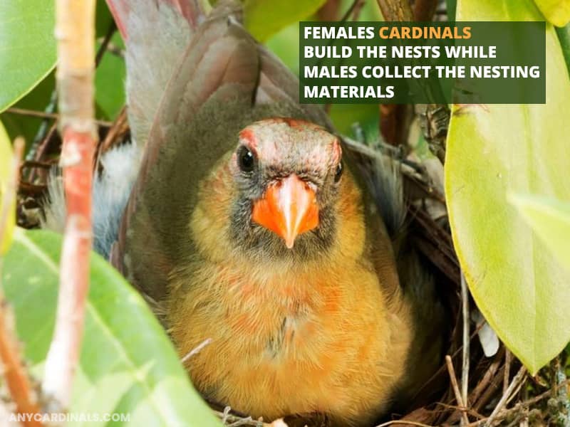 Females cardinals build the nests while males collect the nesting-materials