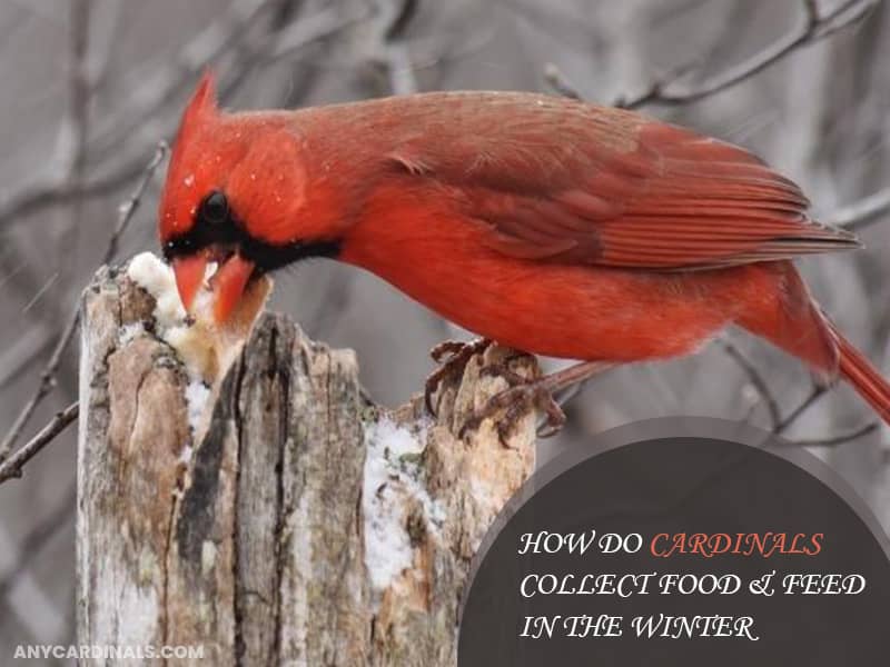 How Do Cardinals Collect Food And Feed In The Winter