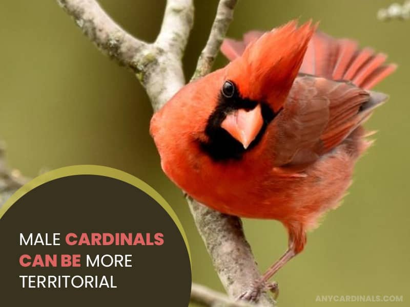 Male Cardinals Can be More Territorial