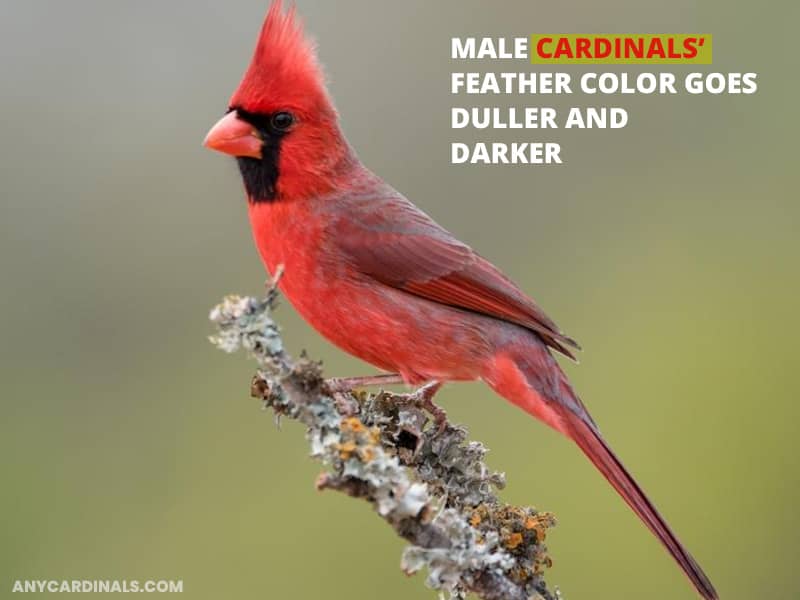 Male cardinals' feather color goes duller and darker