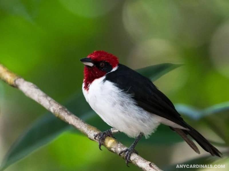 Masked Cardinal