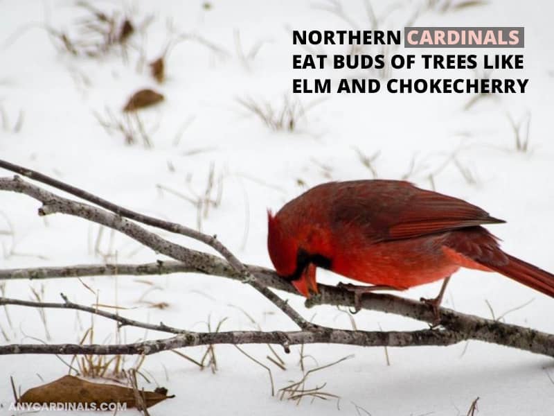 All About Cardinal Birds (List of Cardinals) | Any Cardinals