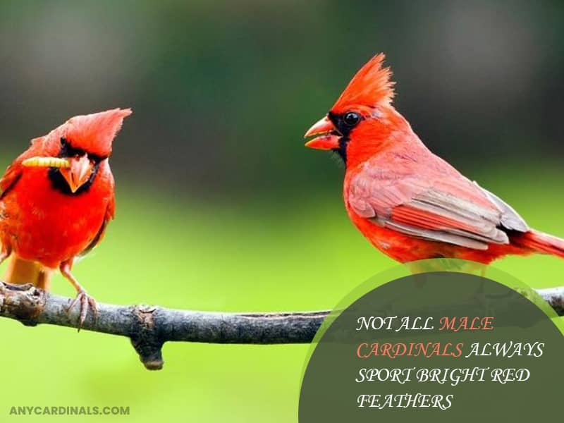 Not all male cardinals always sport bright red feathers