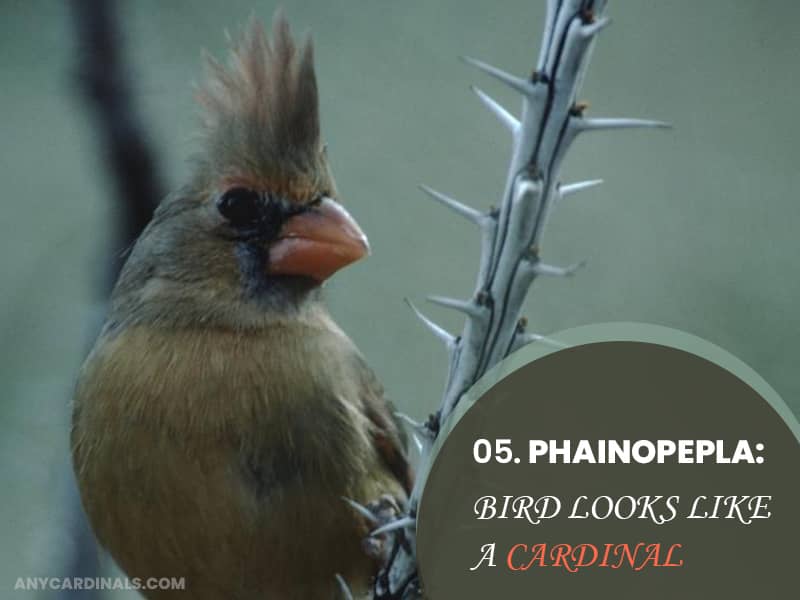 Phainopepla That Look Like Cardinals