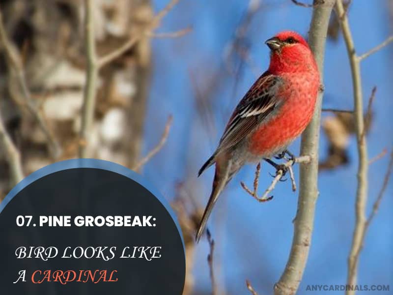 Pine Grosbeak That Look Like Cardinals