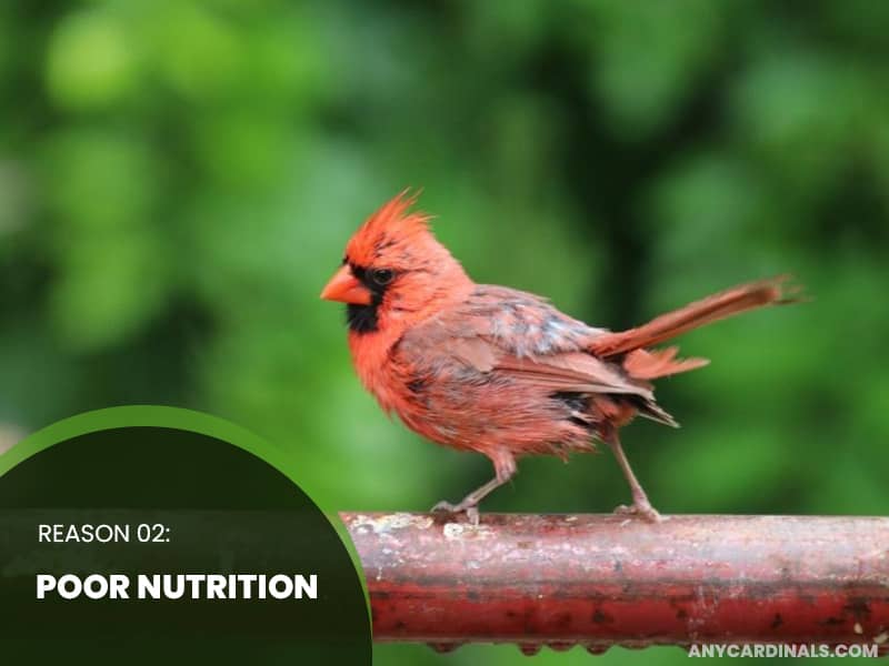 Poor Nutrition