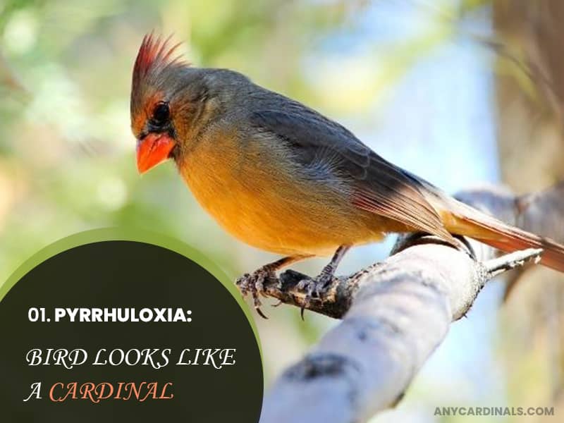Pyrrhuloxia That Look Like Cardinals