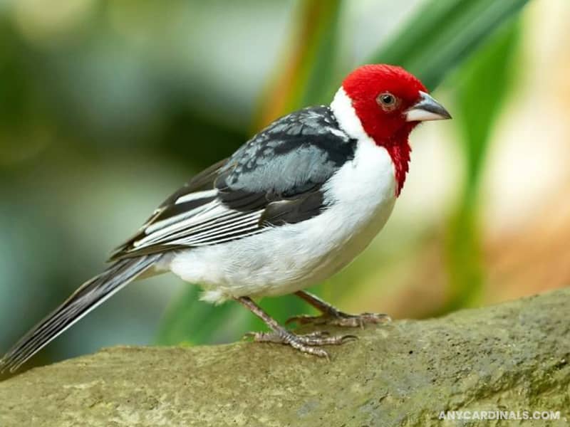 All About Cardinal Birds (List of Cardinals) | Any Cardinals