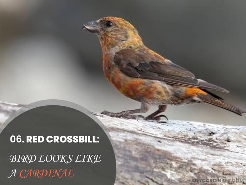 Red Crossbill That Look Like Cardinals