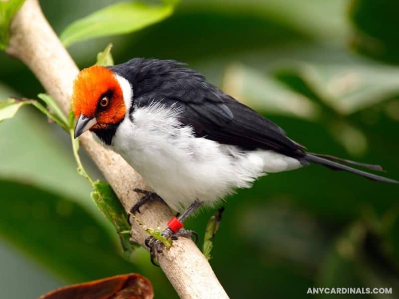 Red-capped Cardinal