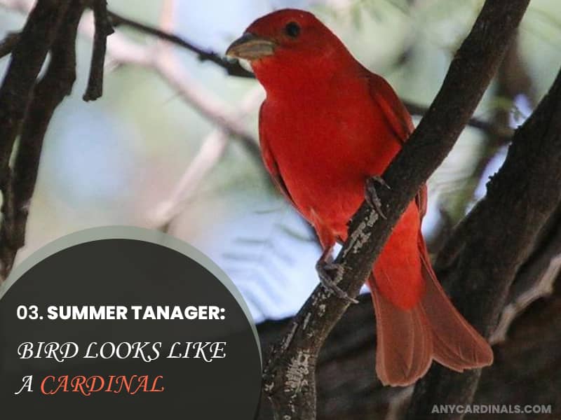 Summer Tanager That Look Like Cardinals