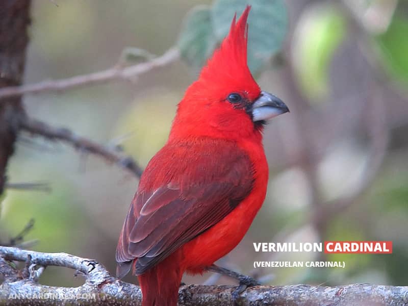 Vermilion-Cardinal