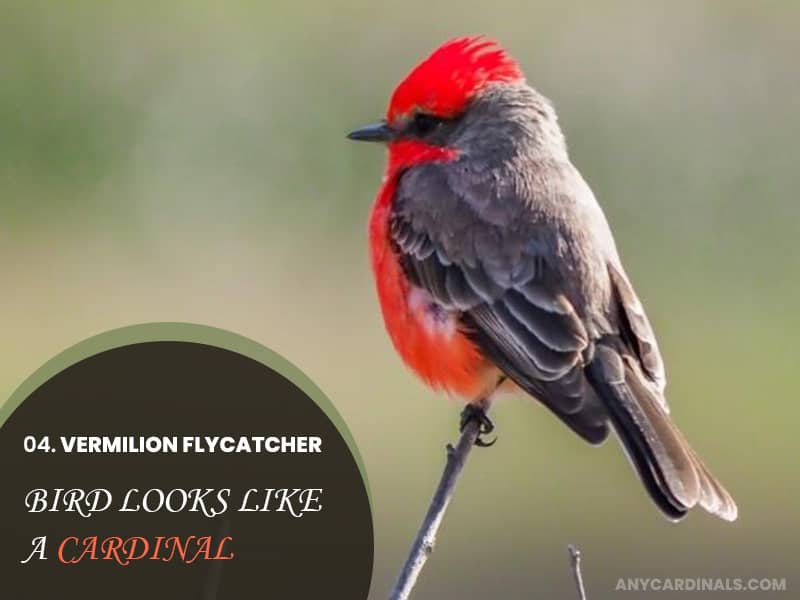 Vermilion Flycatcher That Look Like Cardinals