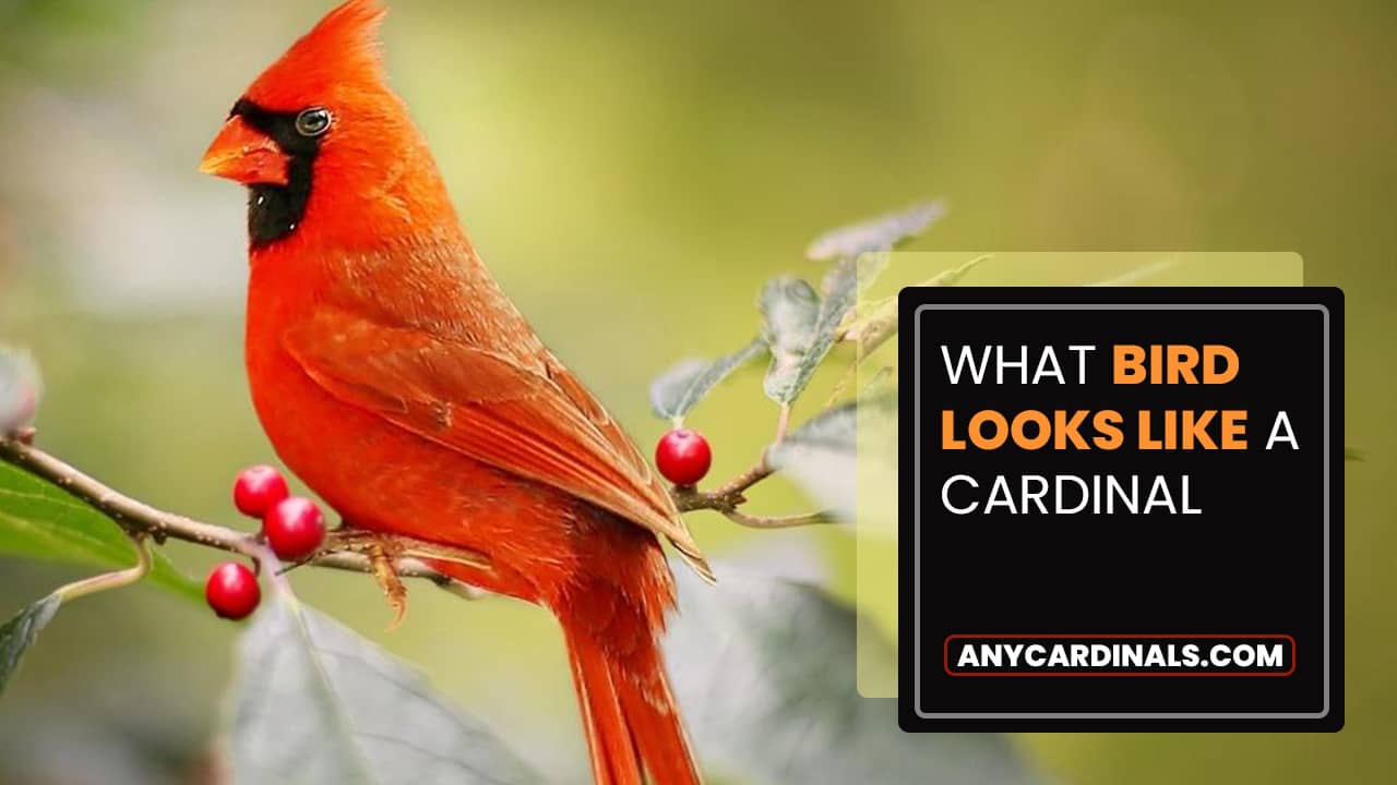 What Bird Looks Like A Cardinal