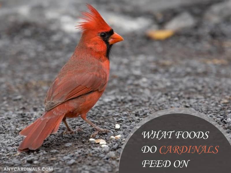 What Foods Do Cardinals Feed On