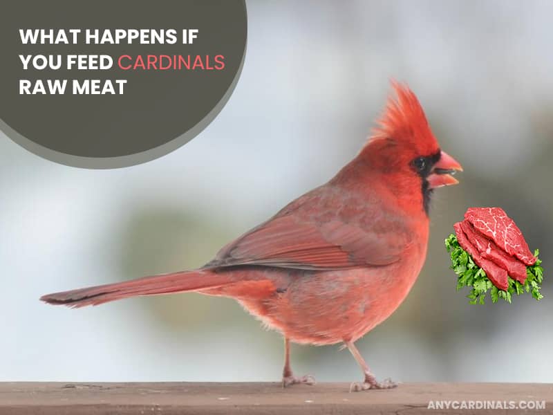 What Happens If You Feed Cardinals Raw Meat
