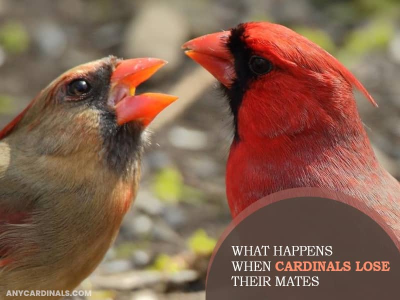 What Happens When Cardinals Lose Their Mates