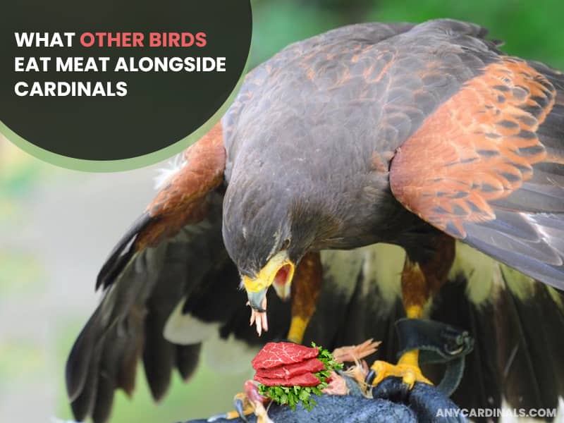 What Other Birds Eat Meat Alongside Cardinals