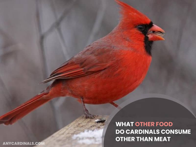 What Other Food Do Cardinals Consume Other Than Meat