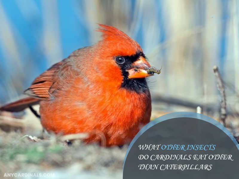 What Other Insects Do Cardinals Eat Other Than Caterpillars