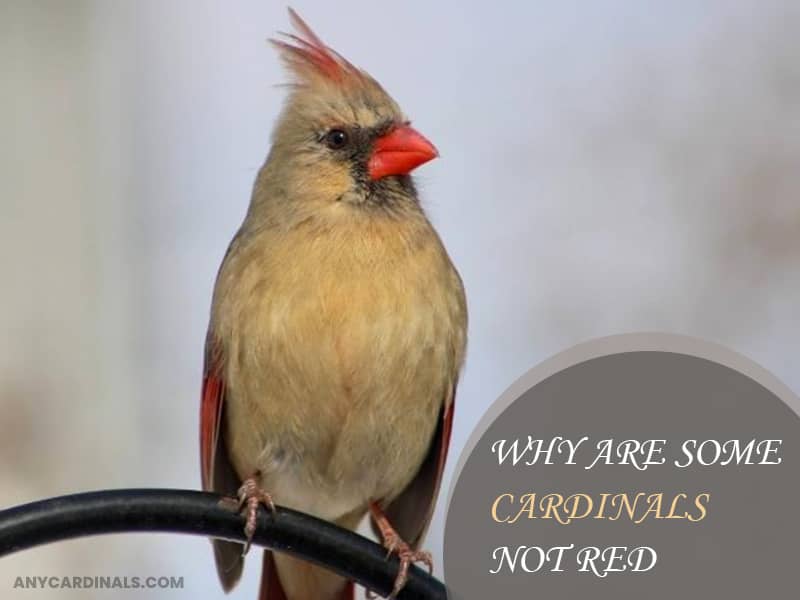 Why Are Some Cardinals Not Red