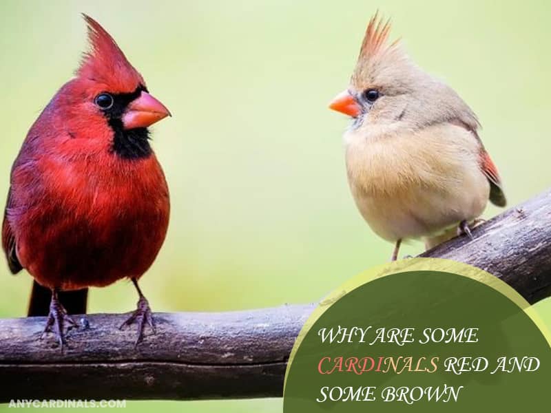 Why Are Some Cardinals Red And Some Brown