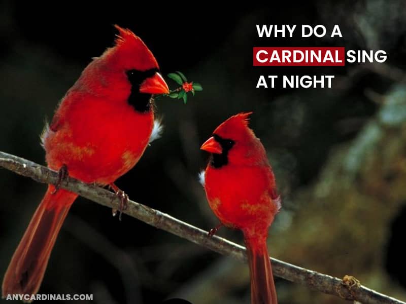 Why Do A Cardinal Sing At Night