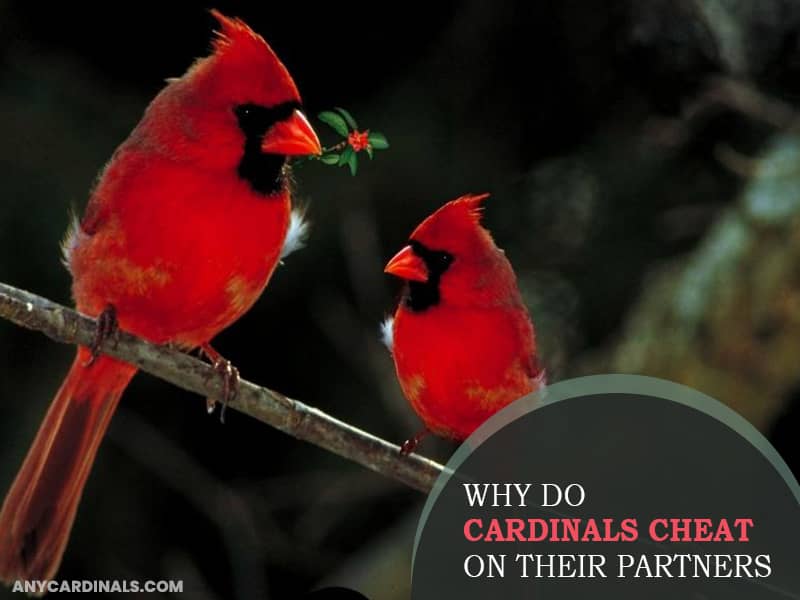 Why Do Cardinals Cheat On Their Partners