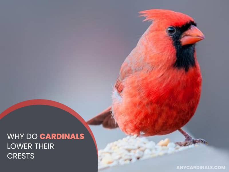 Why Do Cardinals Lower Their Crests