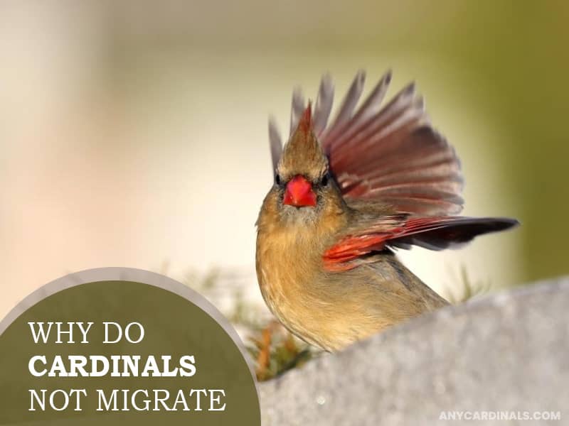 Why Do Cardinals Not Migrate