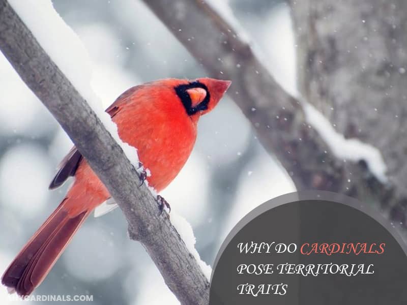 Why Do Cardinals Pose Territorial Traits