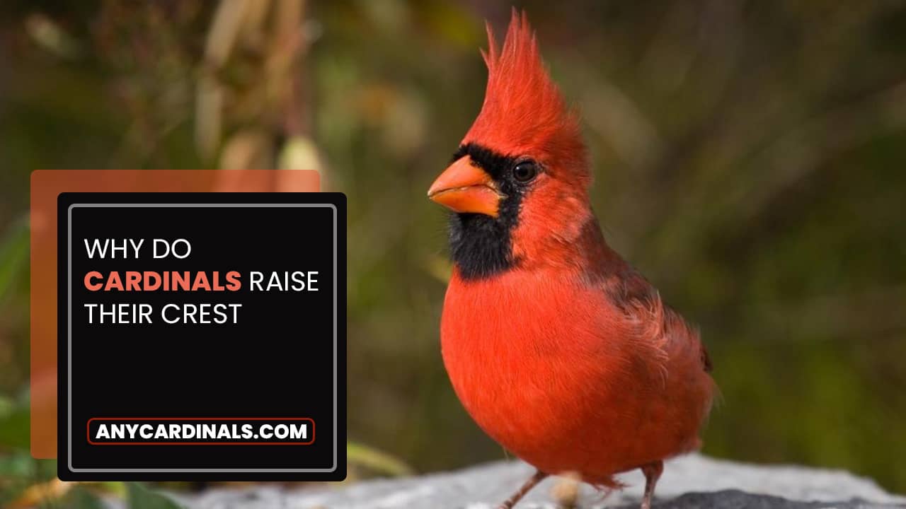 Why Do Cardinals Raise Their Crest