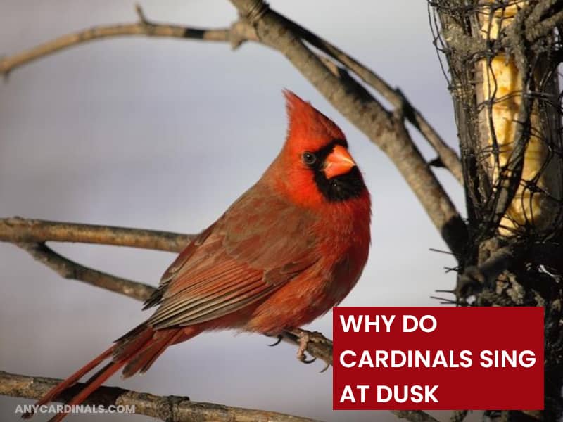 Why Do Cardinals Sing At Dusk