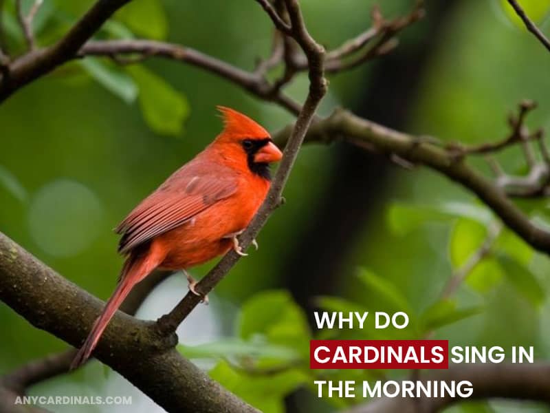 Why Do Cardinals Sing In The Morning