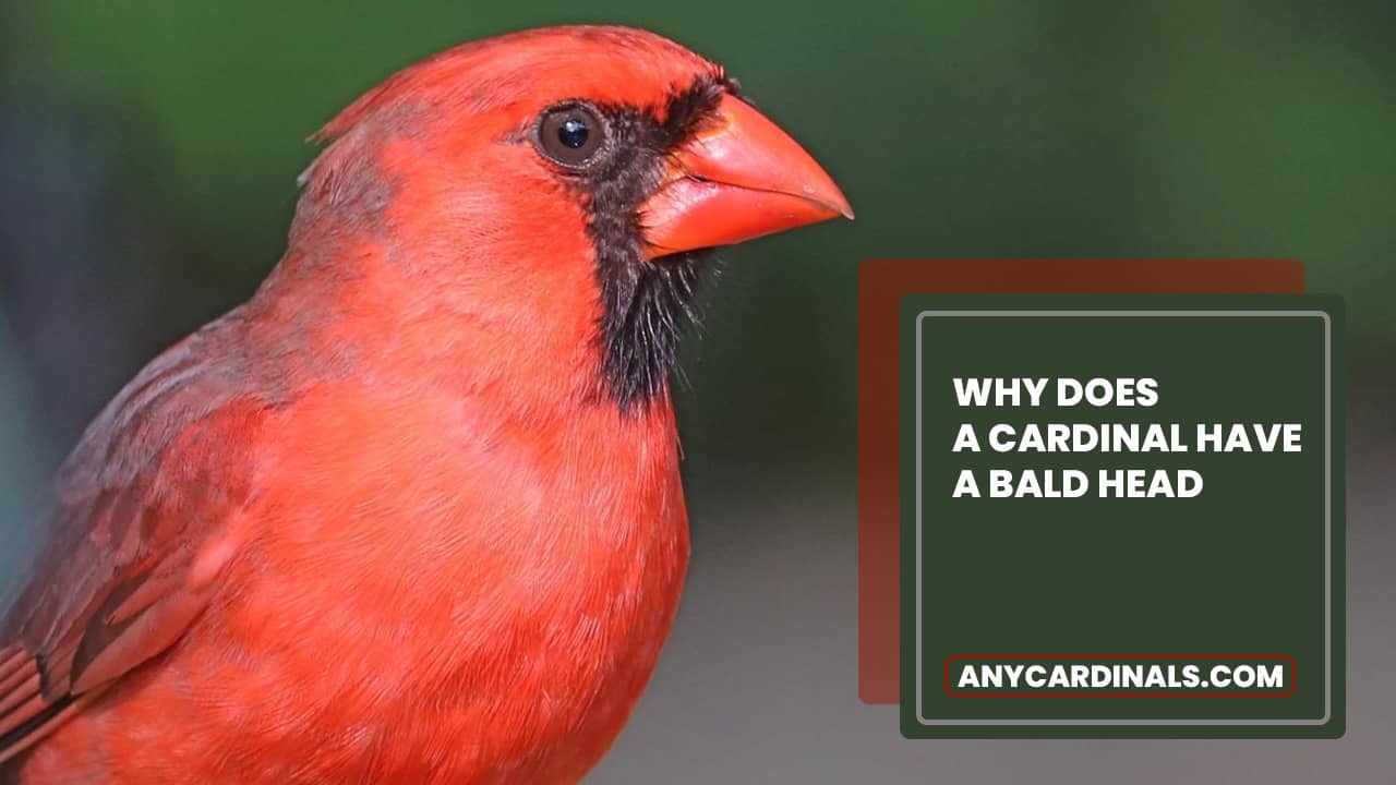 Why Does A Cardinal Have A Bald Head