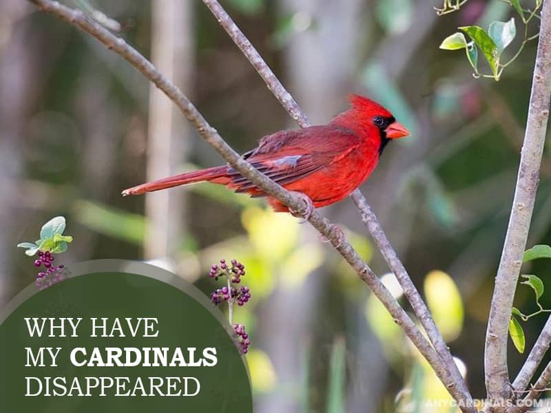 Why Have My Cardinals Disappeared