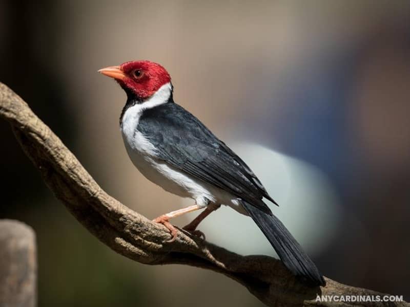 Yellow-Billed Cardinal
