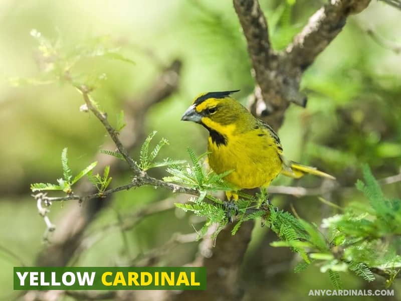 Yellow Cardinal