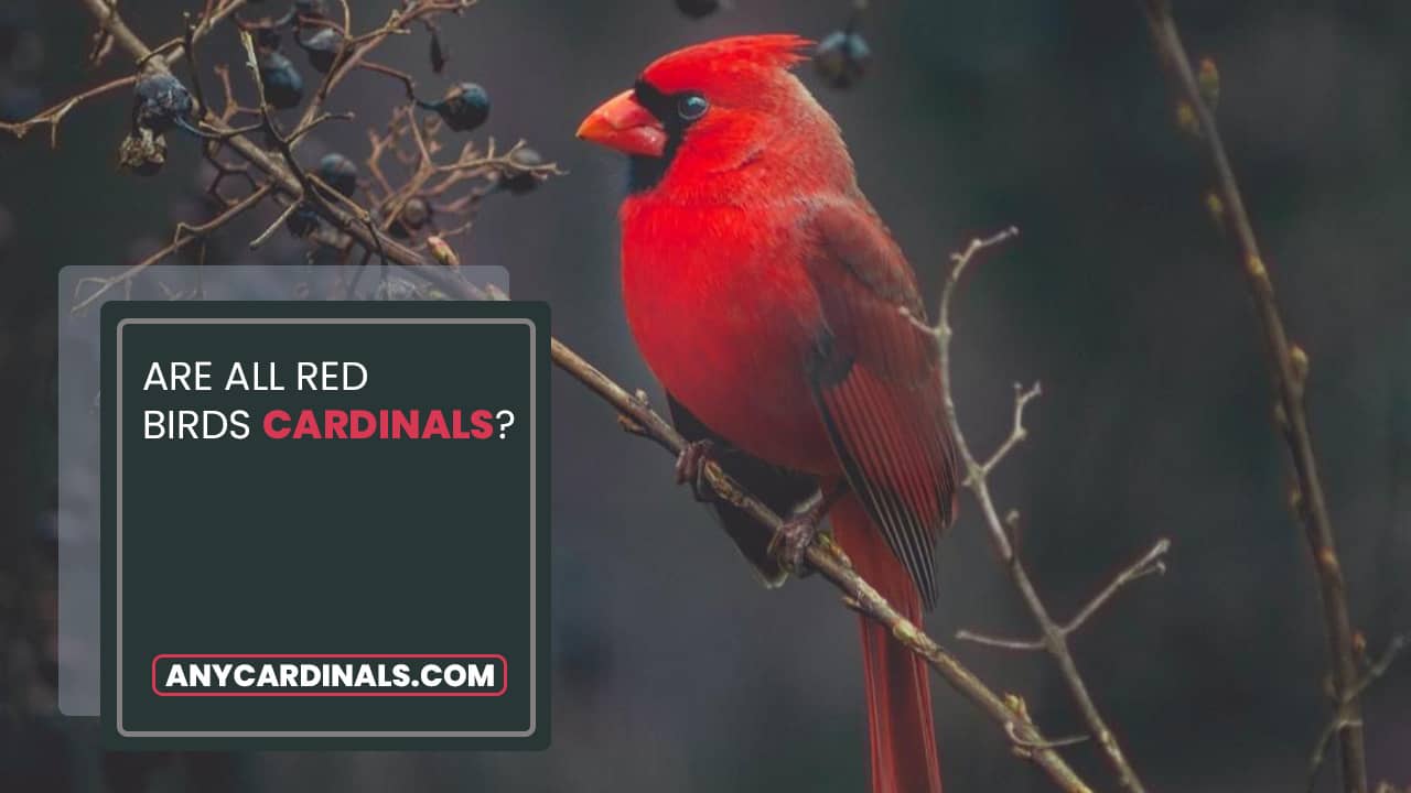 Are All Red Birds Cardinals