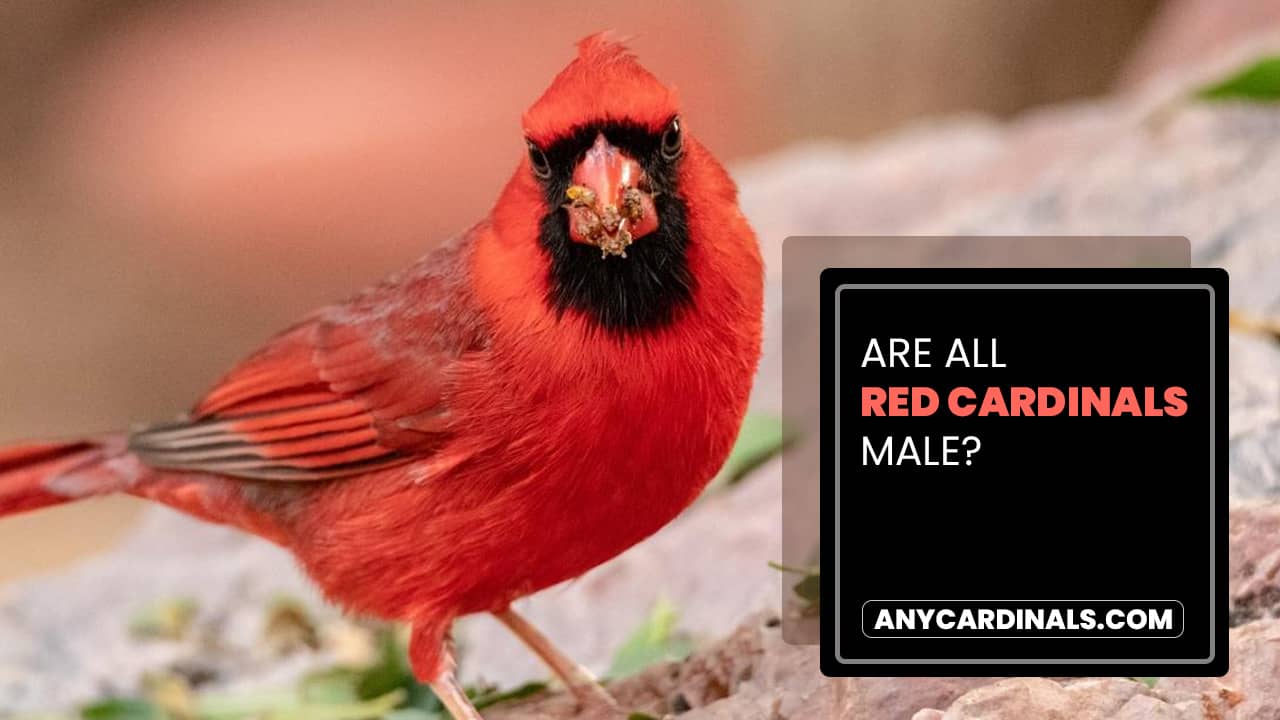 Are All Red Cardinals Male