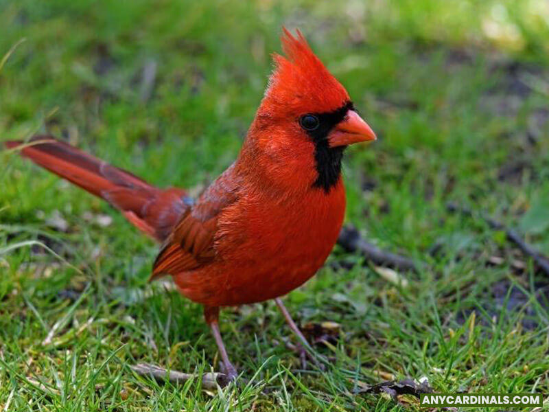 Are Cardinals Aggressive Than Robins