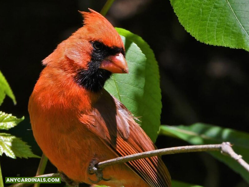 Are Cardinals More Belligerent Than Blue Jays