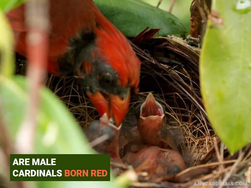 Are Male Cardinals Born Red