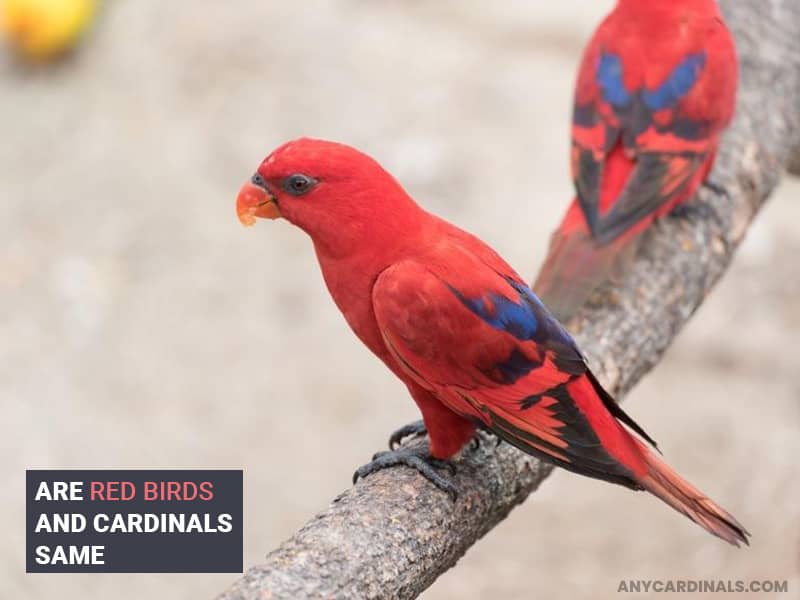 Are Red Birds And Cardinals Same