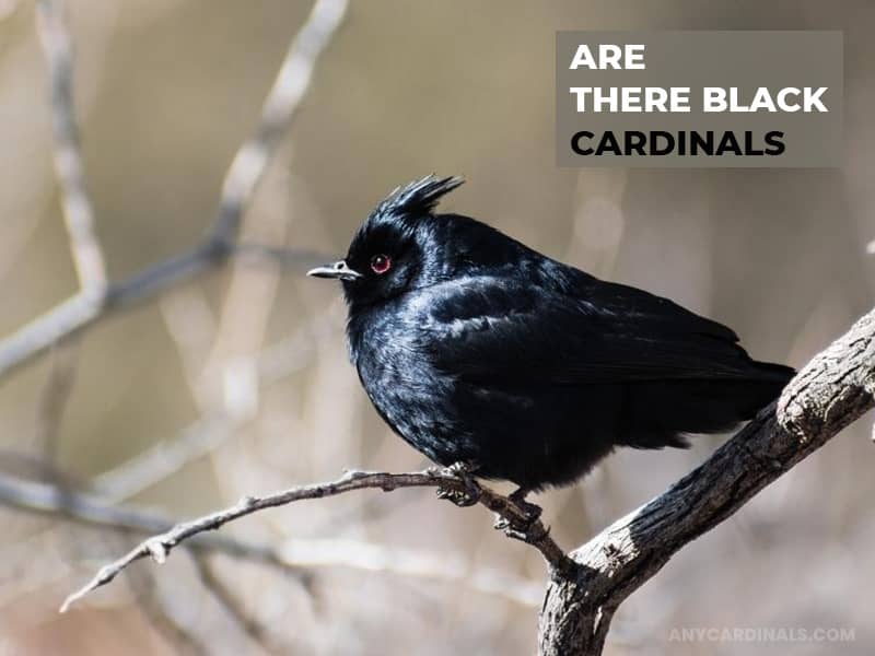 Are There Black Cardinals