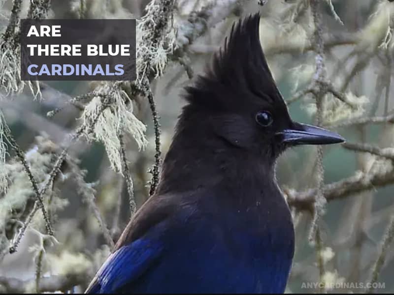 Are There Blue Cardinals