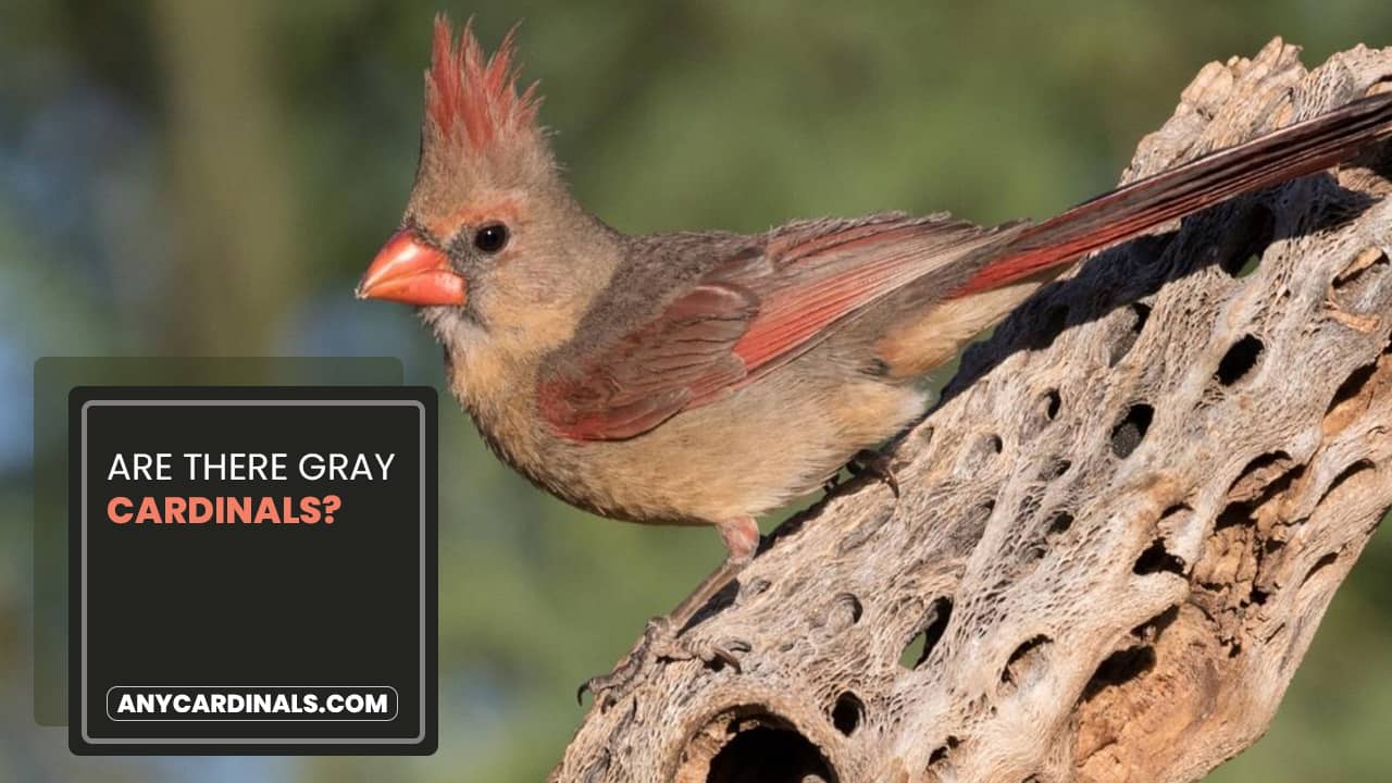 Are There Gray Cardinals
